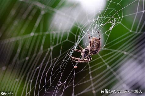 家裡有蜘蛛是好事嗎 百日草 風水